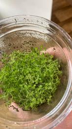 Terrariumplant Selaginella apoda, Huis en Inrichting, Kamerplanten, Ophalen of Verzenden, Overige soorten, Minder dan 100 cm