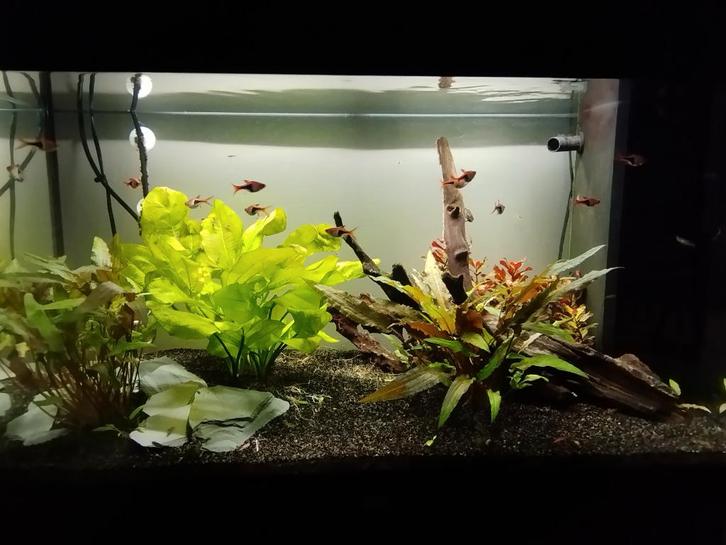 Endler guppen en garnalen, Dieren en Toebehoren, Vissen | Aquariumvissen, Zoetwatervis, Vis