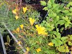 Hemerocallis  Stella D' oro in 2 liter pot., Volle zon, Vaste plant, Zomer, Ophalen