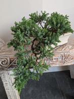 Juniperus Bonsai, Bloeit niet, Halfschaduw, Minder dan 100 cm, Overige soorten