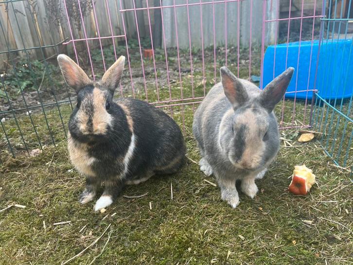 Twee gecastreerde dwergkonijnen, Dieren en Toebehoren, Konijnen, Klein, Mannelijk, 0 tot 2 jaar