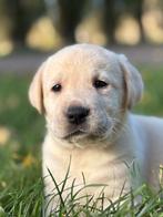 Gele Labrador pups, reutjes, Nederland, Reu, CDV (hondenziekte), 8 tot 15 weken