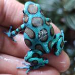 Dendrobates auratus 'El copé', Dieren en Toebehoren, Amfibie, 0 tot 2 jaar