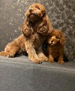 Prachtige toypoedel toy poedel pups, Poedel, Reu, CDV (hondenziekte), 8 tot 15 weken