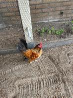 Krielkippen Serama 2 haantjes. 2025., Dieren en Toebehoren, Pluimvee, Mannelijk, Kip