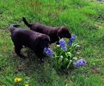 Pups:  Labrador X Keeshond, Dieren en Toebehoren, Honden | Niet-rashonden, Meerdere, 8 tot 15 weken, Meerdere dieren, Middel