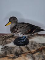 opgezetten chilli taling eend, Ophalen of Verzenden, Zo goed als nieuw, Vogel, Opgezet dier