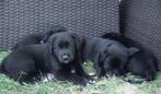 Schattige puppy's, Overige rassen, 8 tot 15 weken, CDV (hondenziekte), Meerdere
