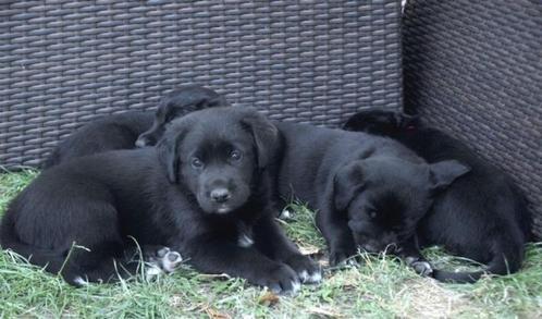 Schattige puppy's, Dieren en Toebehoren, Honden | Poolhonden, Keeshonden en Oertypen, Meerdere dieren, Overige rassen, Particulier
