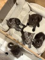 Prachtige Main Coon kittens met stamboom - lief & sociaal, Dieren en Toebehoren, Meerdere dieren, Gechipt, 0 tot 2 jaar