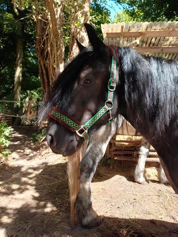 Halster maat cob beschikbaar voor biedingen