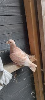 Mooie kleurpostduiven, Dieren en Toebehoren, Vogels | Duiven, Meerdere dieren, Postduif