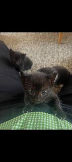 Lief katertje te koop!, Meerdere dieren, Ontwormd, 0 tot 2 jaar