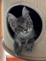 Mooi Maine Coon kitten met stamboom en 100% geteste ouders, Dieren en Toebehoren, Kater, Gechipt, 0 tot 2 jaar