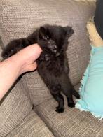 Kitten om te verkopen, Dieren en Toebehoren, Katten en Kittens | Overige Katten, Kater, Kortharig, 0 tot 2 jaar