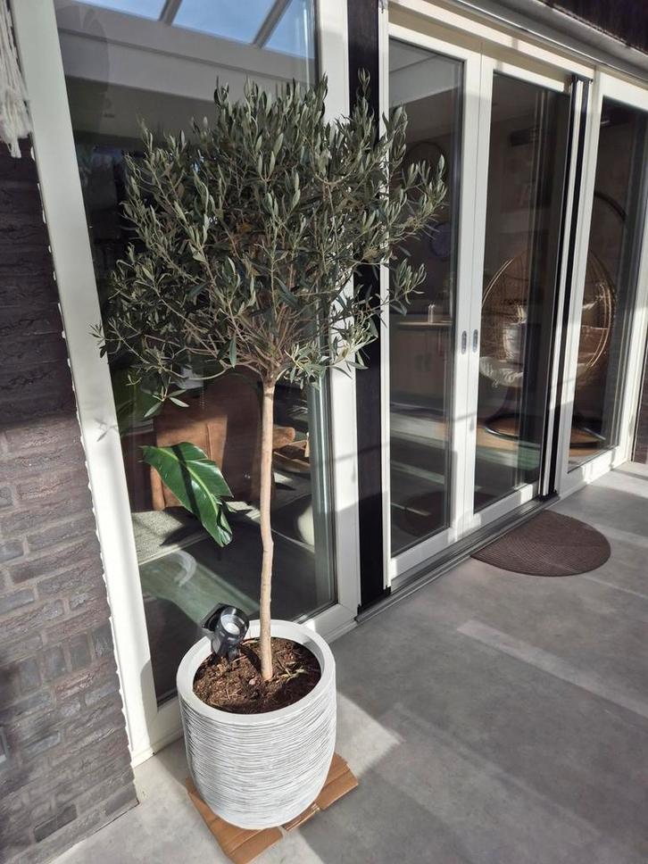 Olijfboom met pot - Prachtige aanwinst!, Tuin en Terras, Planten | Tuinplanten, Vaste plant, Fruitplanten, Volle zon, Bloeit niet
