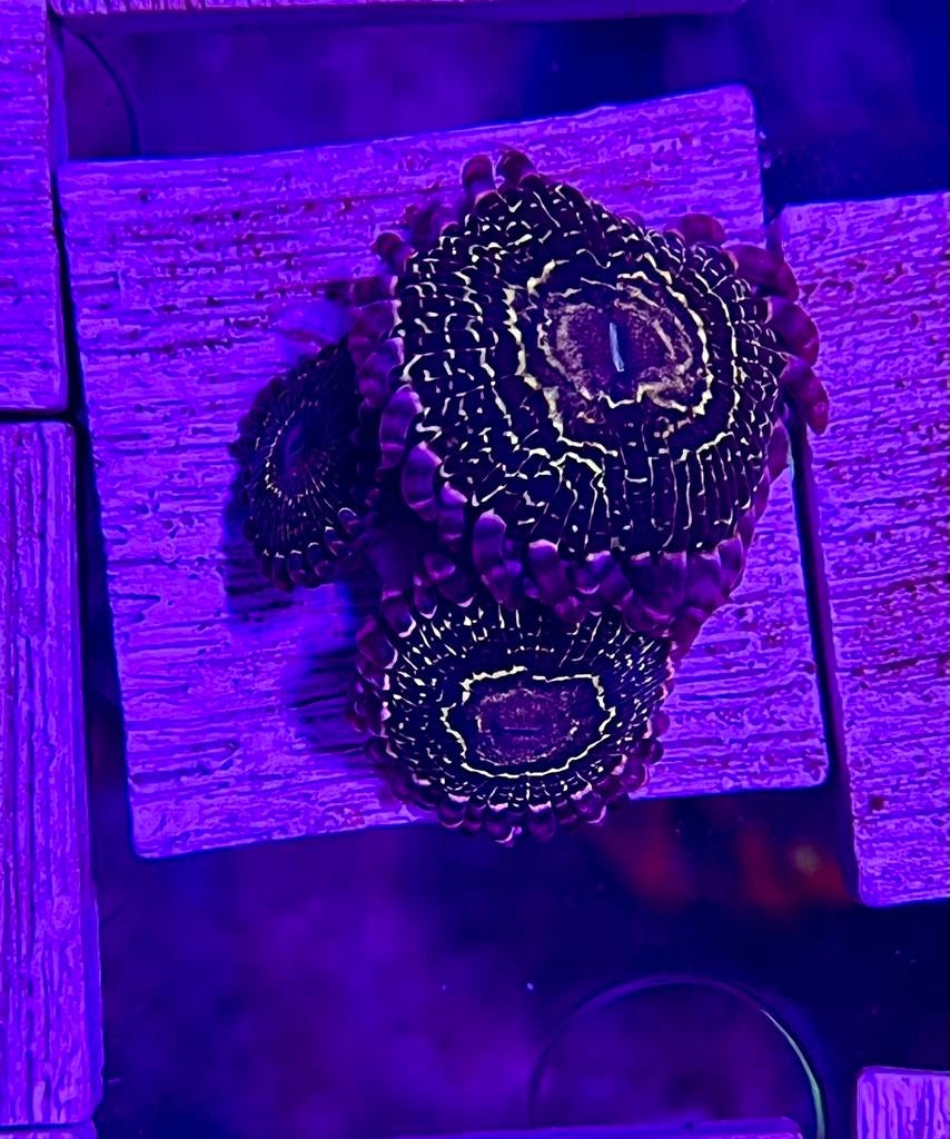 Stratosphere zoa stek