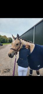 QHP wollen deken maat 175, Ophalen of Verzenden, Zo goed als nieuw, Deken