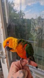 Super lieve en tamme jendaya parkiet 2024, Dieren en Toebehoren, Vogels | Parkieten en Papegaaien, Mannelijk, Papegaai, Pratend