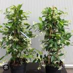 Toscaanse jasmijn ca 90 cm €9,95 5 voor stuks voor €40,00, Ophalen of Verzenden, Minder dan 100 cm