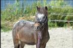 Twee knappe pony’s, Gechipt, Niet van toepassing, 0 tot 2 jaar, Hengst
