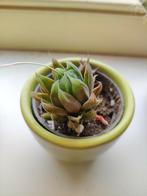Vetplantje, Ophalen, Overige soorten, Minder dan 100 cm