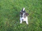 Mooi driekleurige jack russell pups, Dieren en Toebehoren, Honden | Jack Russells en Terriërs, Jack Russell Terriër, CDV (hondenziekte)