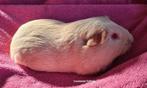 Beigebont gladhaar zeugje., Dieren en Toebehoren, Mei, Vrouwelijk, Cavia