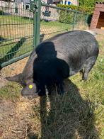 Kune kune varken, Dieren en Toebehoren, Schapen, Geiten en Varkens, Vrouwelijk, Varken, 0 tot 2 jaar