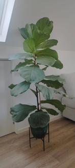 Ficus Lyrata 130cm met pot, Ophalen, Ficus, Halfschaduw
