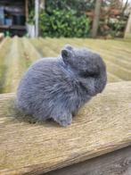 2 jonge kleurdwergen dwergkonijn, Dieren en Toebehoren, Konijnen, Vrouwelijk, Dwerg