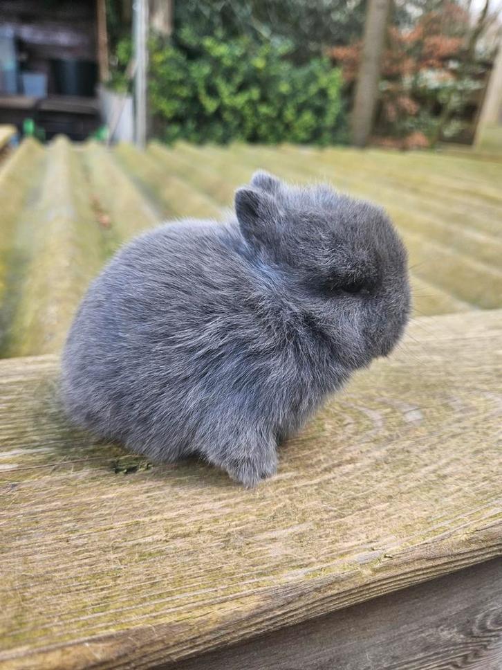 2 jonge kleurdwergen dwergkonijn, Dieren en Toebehoren, Konijnen, Dwerg, Vrouwelijk