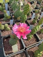 Winterharde cactussen vetplanten rotsplanten vaste planten, Overige soorten, Volle zon, Vaste plant, Ophalen of Verzenden