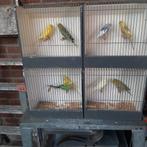 grasparkieten, Dieren en Toebehoren, Vogels | Parkieten en Papegaaien, Meerdere dieren, Parkiet