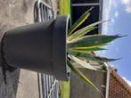 Grote agave inclusief pot, Tuin en Terras, Planten | Tuinplanten, Ophalen, Bloeit niet, Overige soorten, Volle zon