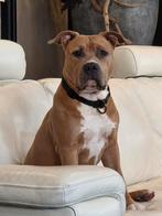 Amerikaanse staffordshireterriër, Dieren en Toebehoren, Honden | Jack Russells en Terriërs, Rabiës (hondsdolheid), 15 weken tot 1 jaar