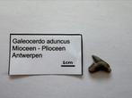 Galeocerdo aduncus (21), Verzamelen, Mineralen en Fossielen, Ophalen of Verzenden, Fossiel