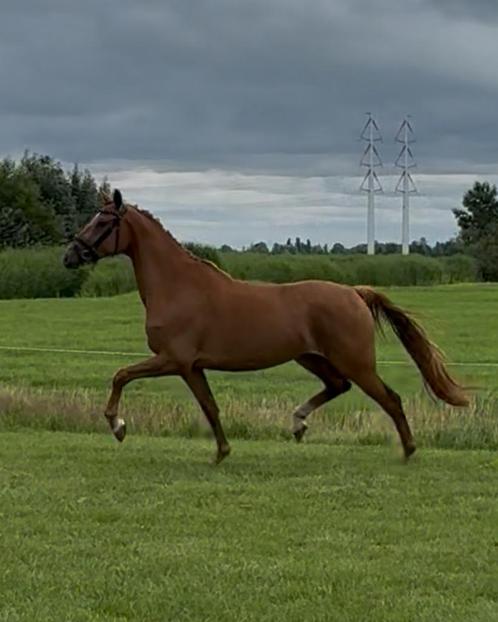 Veelbelovende vos merrie, Dieren en Toebehoren, Paarden, Merrie, 3 tot 6 jaar