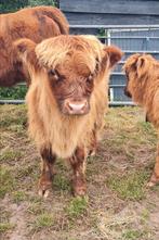 Schotse hooglander kalf, Dieren en Toebehoren, Mannelijk, 0 tot 2 jaar