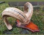 Prachtige Ram schedel op fraai houten schild ! hoorn hoorns, Verzamelen, Dierenverzamelingen, Ophalen of Verzenden, Zo goed als nieuw