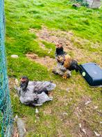 Twee jonge brahma hanen, Dieren en Toebehoren, Pluimvee, Mannelijk, Kip