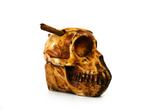 Sigarenhouder / asbak in de vorm van aap schedel composiet, Ophalen of Verzenden