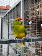 Kakariki, Mannelijk, Parkiet