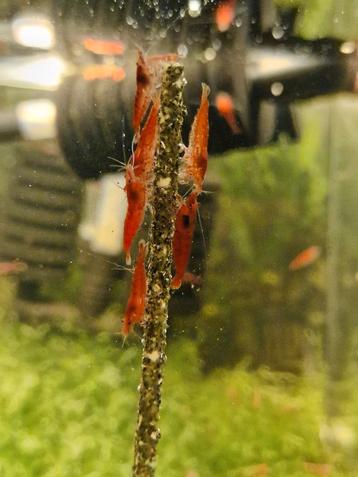 Rode garnalen op kraanwater 30 stuks €40 eventueel verzenden beschikbaar voor biedingen