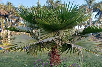 Washingtonia robusta palmboom zaden beschikbaar voor biedingen