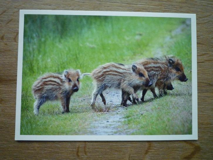 Frislingen jonge biggen zwijn everzwijn Pieter van Vollenhov, Verzamelen, Ansichtkaarten | Dieren, Voor 1920, Vogel, Ophalen of Verzenden