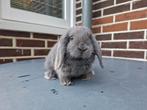 Lief nederlands hangoor dwerg konijn ram, Dieren en Toebehoren, Konijnen, Mannelijk, Dwerg, Hangoor, 0 tot 2 jaar