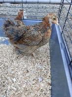 Orpington (groot)  - hanen, Dieren en Toebehoren, Mannelijk, Kip