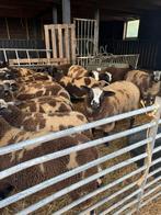 Koppel ooien en lammeren mooi en gezond van de fokkerij, Dieren en Toebehoren, Schapen, Geiten en Varkens, Meerdere dieren, Schaap