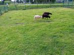 Wit en bruin quessant rammetjes te koop, Dieren en Toebehoren, Schapen, Geiten en Varkens, Mannelijk, Schaap